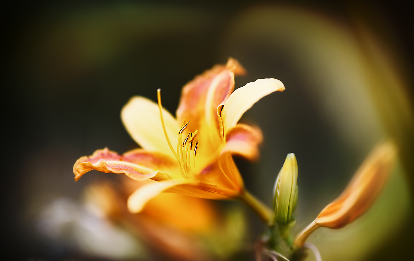 zeit schenken und dabei blumen genießen ...