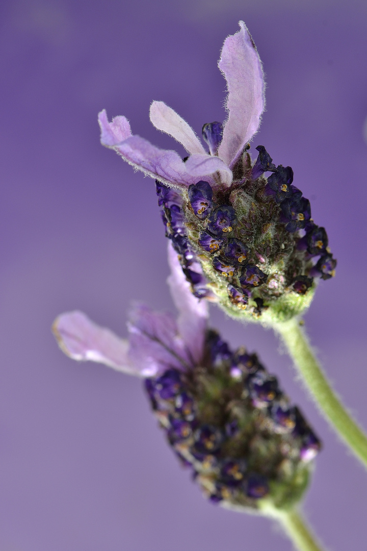 Zeit sich Blumen ins Haus zu holen!