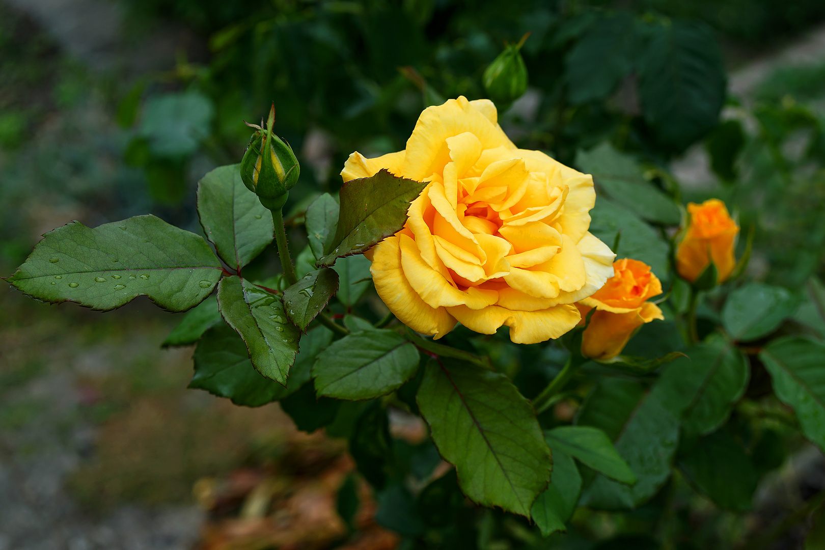 Zeit und gedult bringen schließlich Rosen hervor...