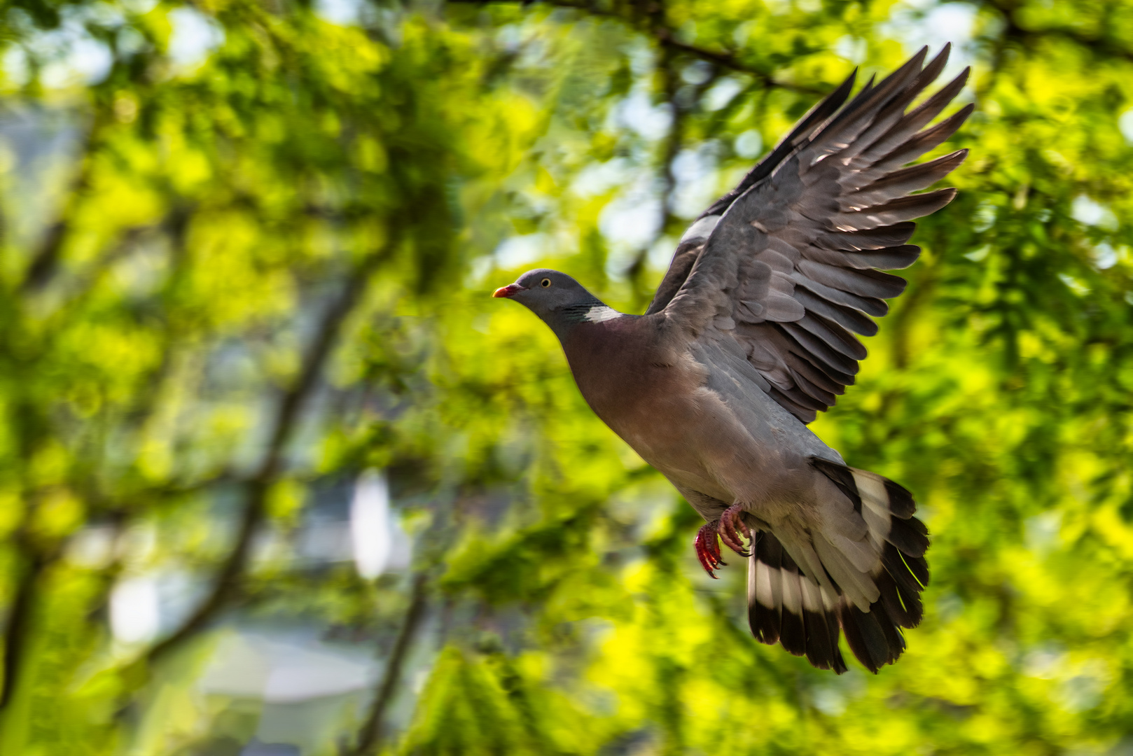 Zeit zu fliegen