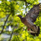 Zeit zu fliegen