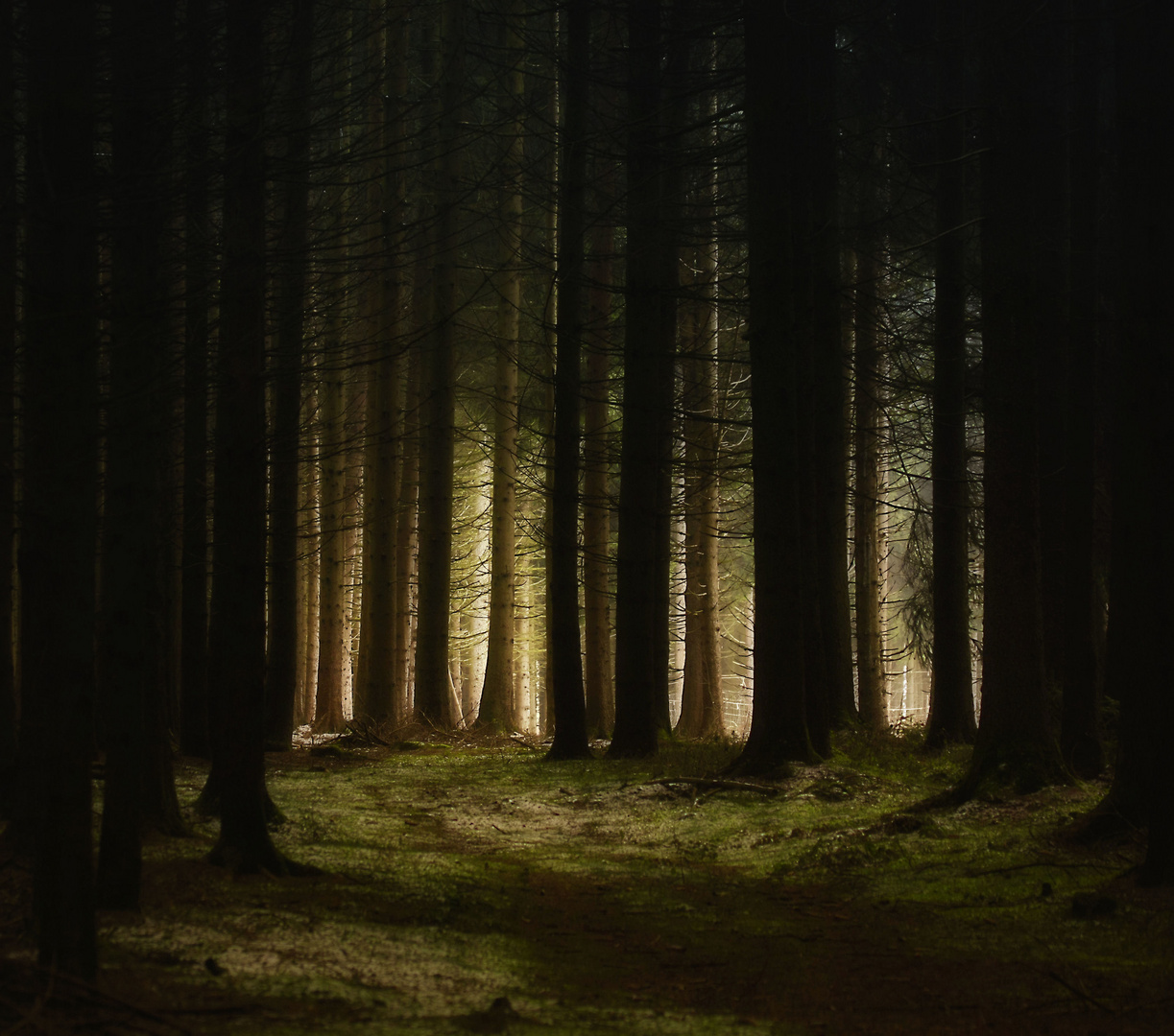 Zeit Zu Gehen Foto Bild Landschaft Wald Natur Bilder Auf