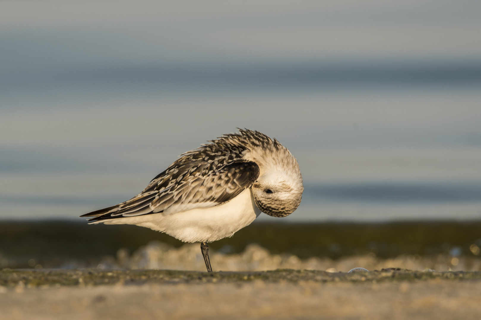 Zeit zum Putzen... - Sanderling