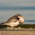 Zeit zum Putzen... - Sanderling