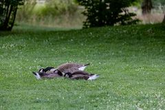 Zeit zum schlafen gehen