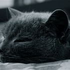 Tierportrait