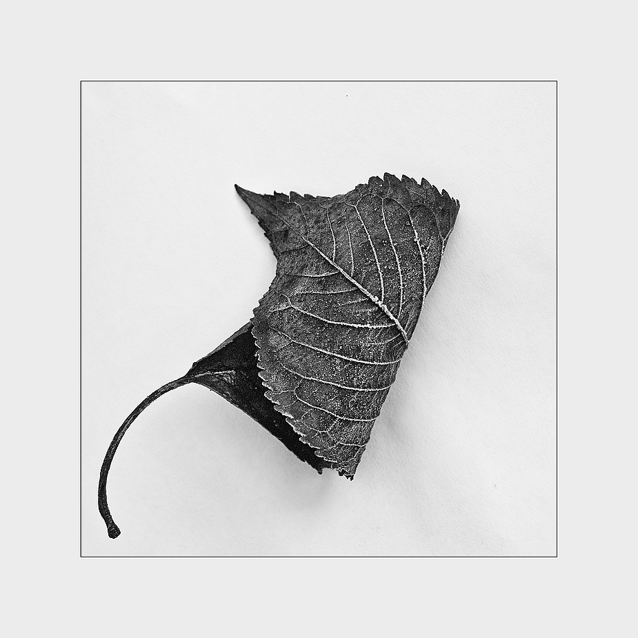 zeit_blatt