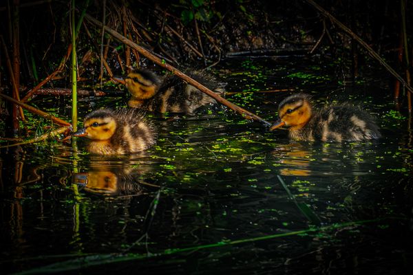 Zeitig am Morgen, Stockentenküken.