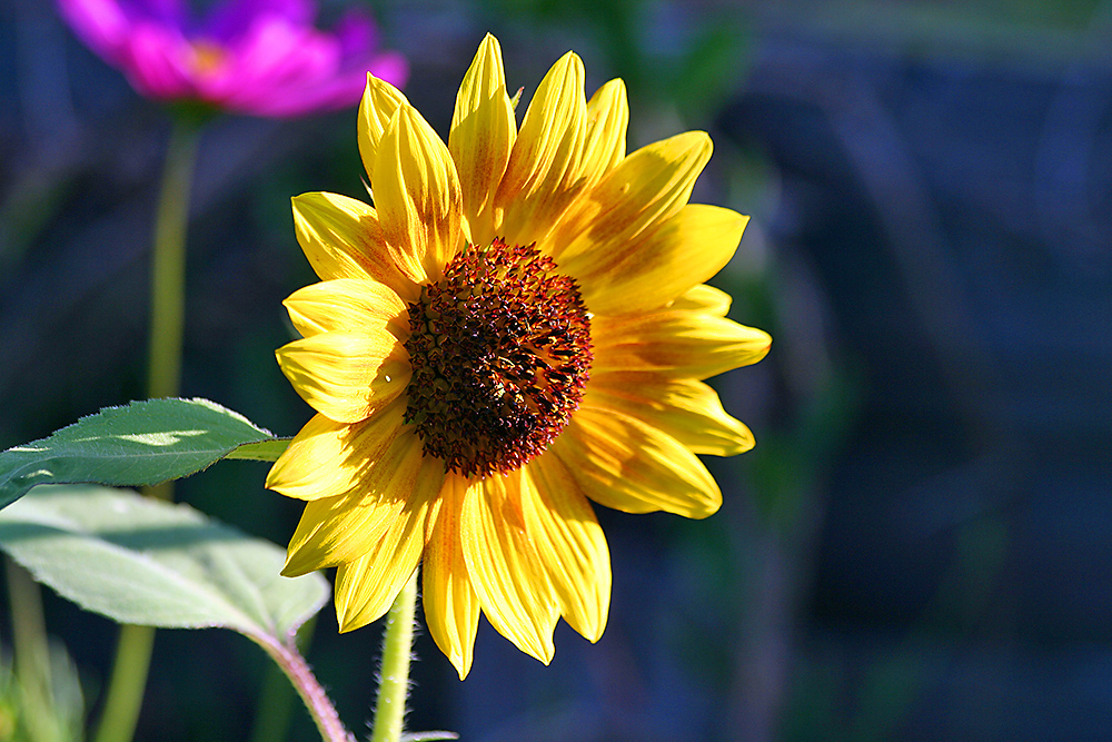 zeitige Sonnenblume