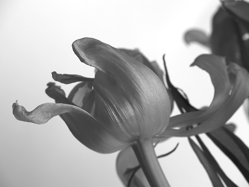 Zeitlose Tulpe 1