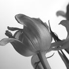 Zeitlose Tulpe 1
