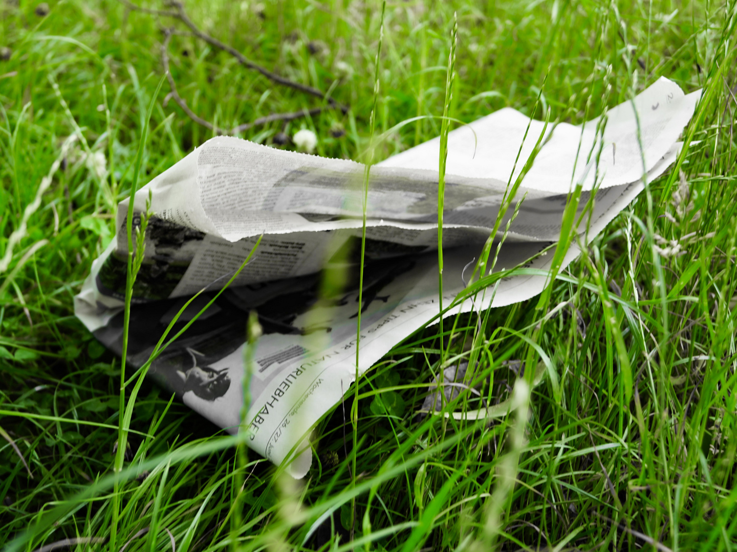 Zeitung im Gras