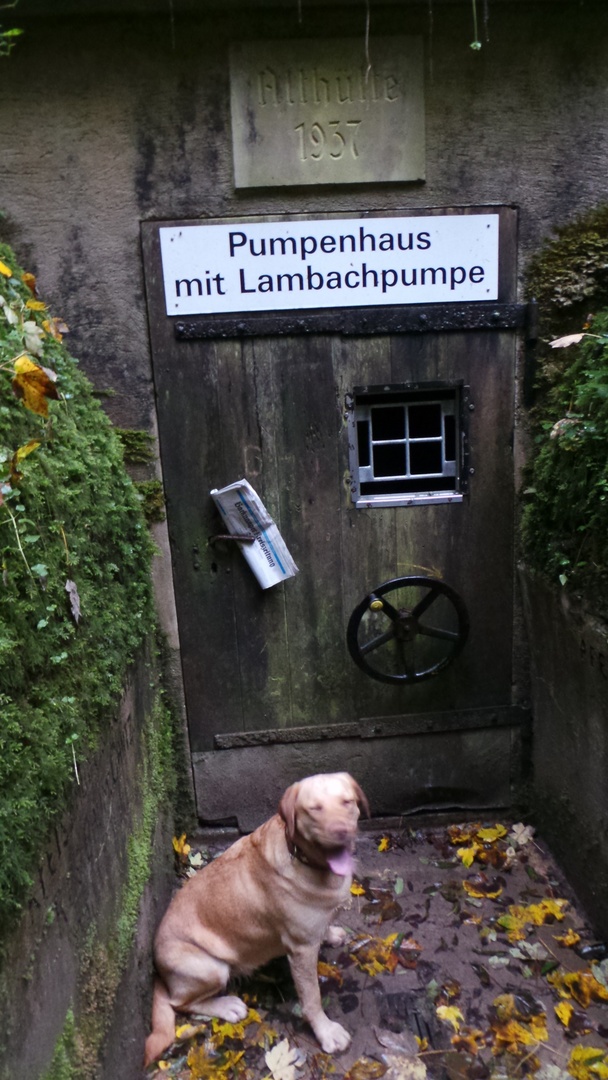 Zeitungshund im Strümpfelbachtal