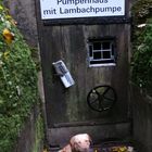 Zeitungshund im Strümpfelbachtal