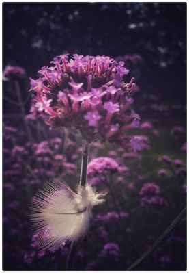 Zeitweilige Symbiose