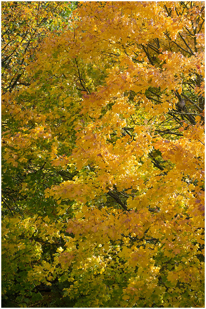 Zeitweise Goldener Oktober