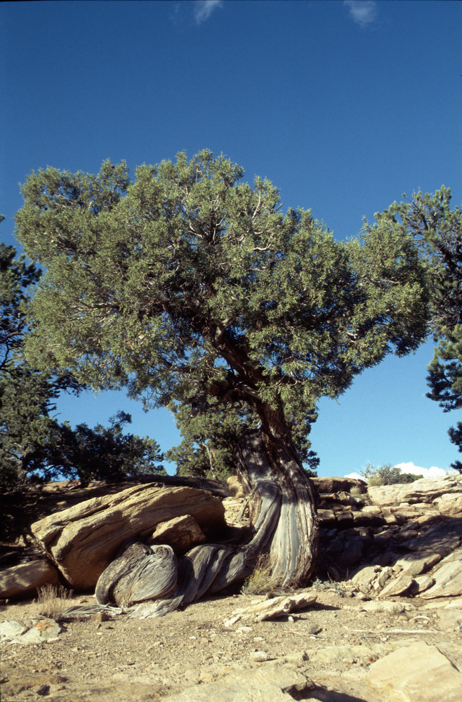 Zeitzeug am Canyon de Chelly