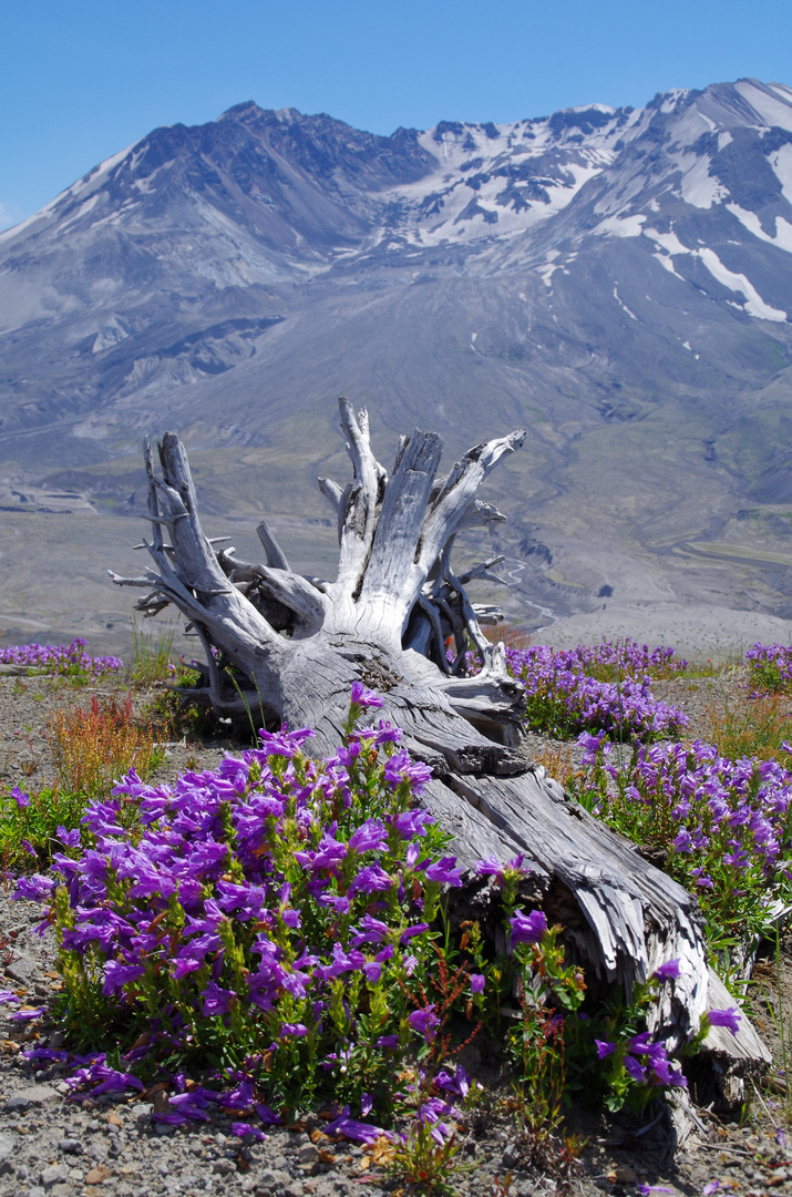 Zeitzeuge oder Mt. Saint Helens 2