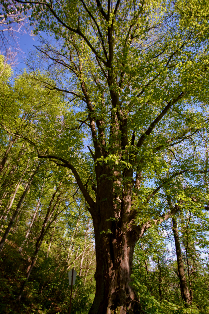 Zeitzeuge von Dazumal - 320 Jahre alte Sommerlinde auf dem Rusteberg