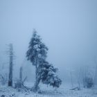 Zeitzeugen im Eis-Nebel