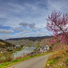 Zell im Frühling