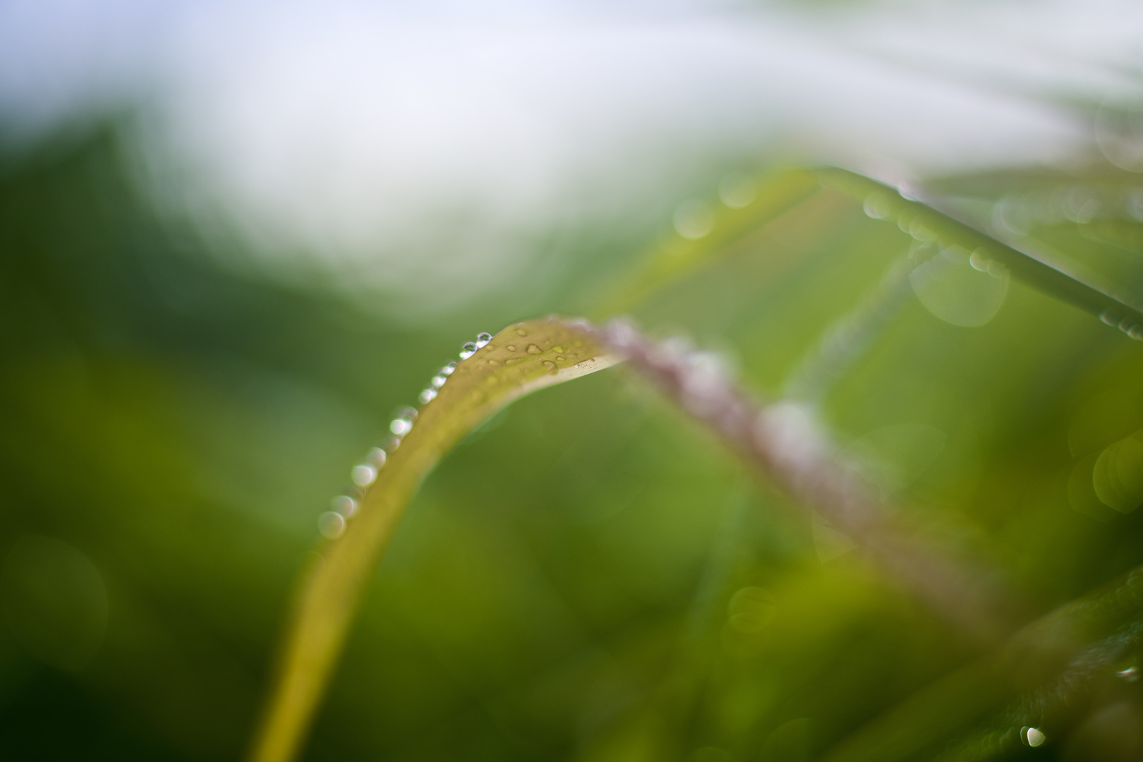 Zen- Fotografie