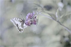Zen-Schmetterling