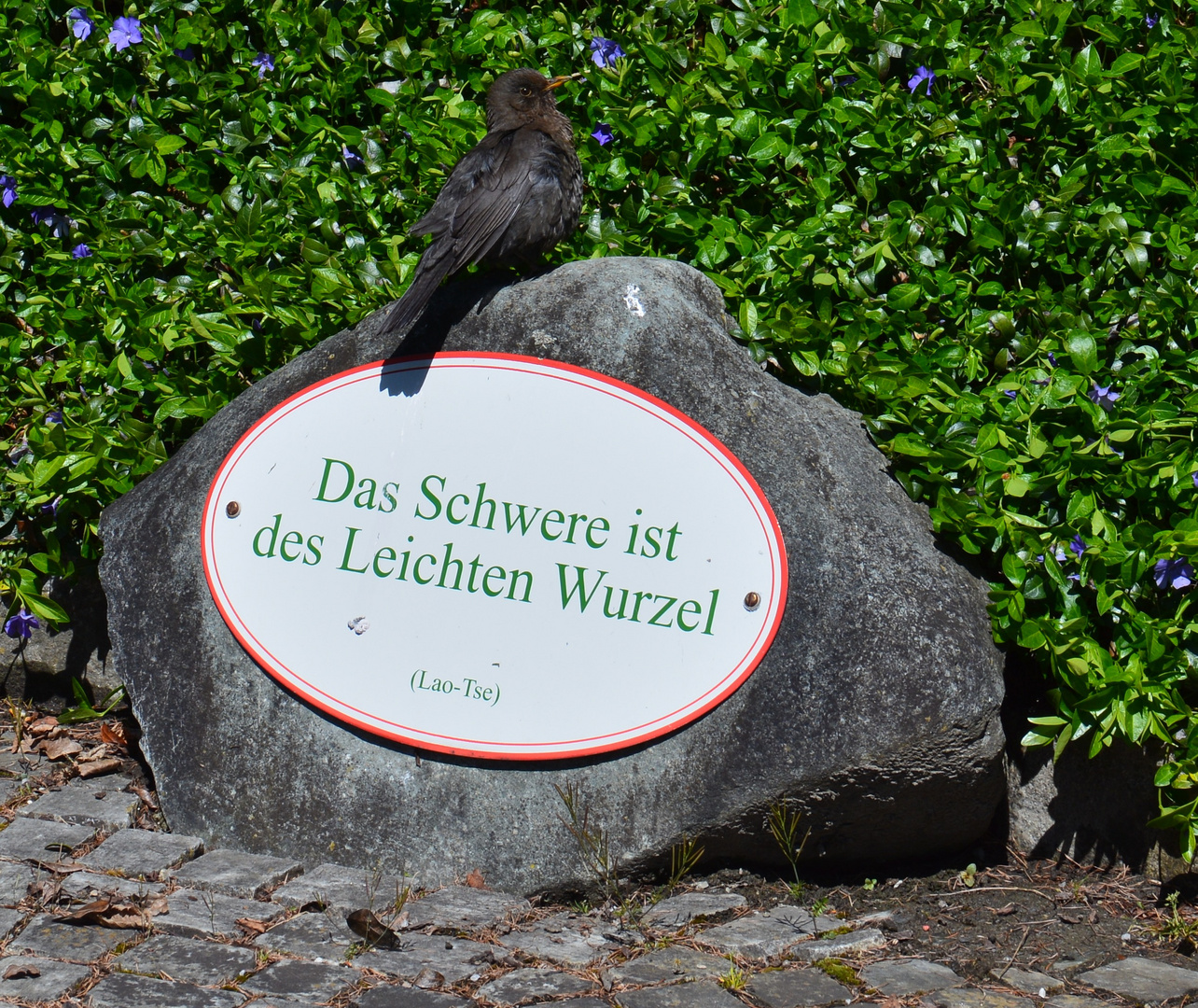 Zengarten Amsel