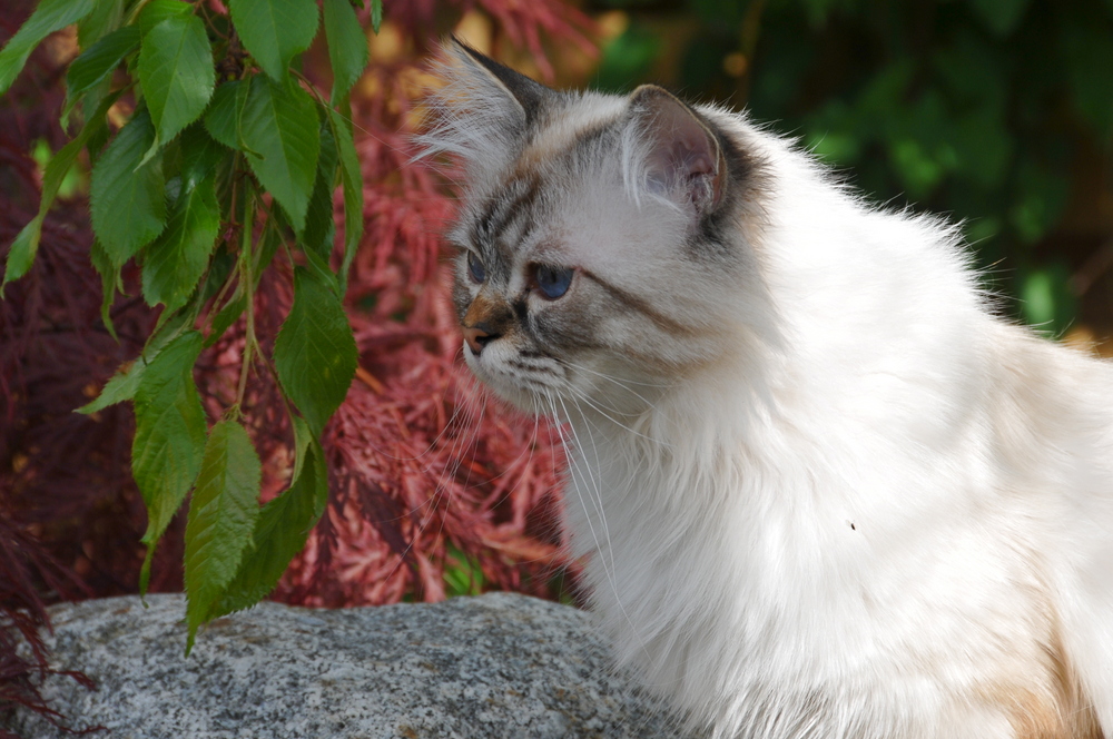 Zeno im Garten