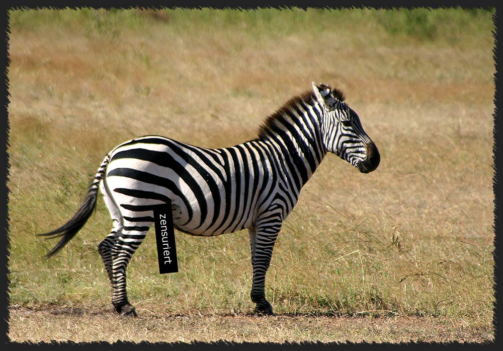 zensuriertes Zebra