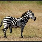 zensuriertes Zebra