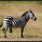 zensuriertes Zebra