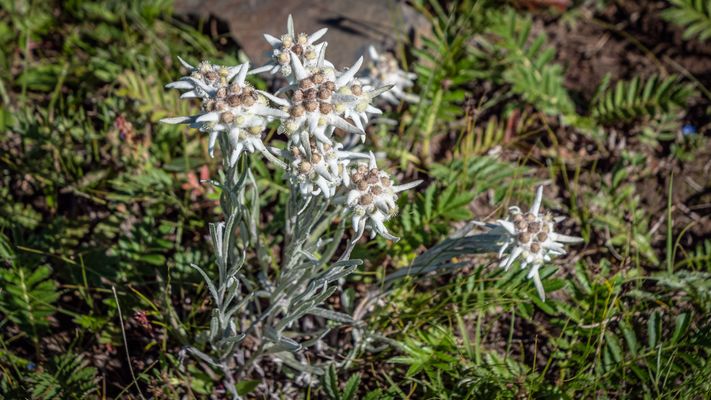 Zentral-Mongolei und Wüste Gobi: im Reich des Dschingis Khan (182)