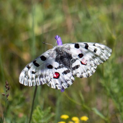 Zentral-Mongolei und Wüste Gobi: im Reich des Dschingis Khan (190)