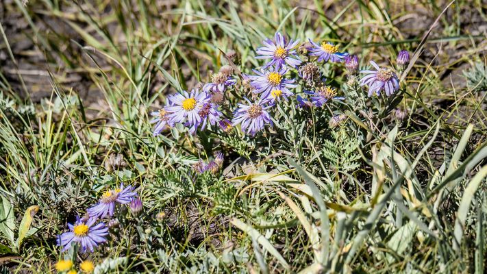 Zentral-Mongolei und Wüste Gobi: im Reich des Dschingis Khan (192)