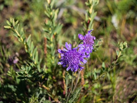 Zentral-Mongolei und Wüste Gobi: im Reich des Dschingis Khan (193)