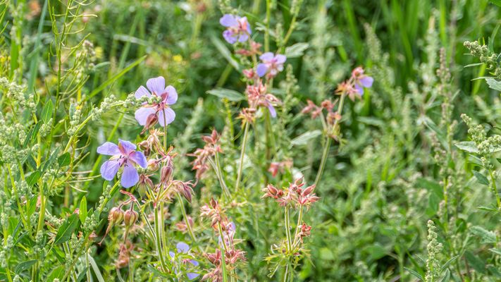 Zentral-Mongolei und Wüste Gobi: im Reich des Dschingis Khan (195)