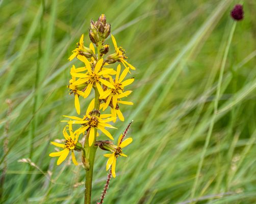 Zentral-Mongolei und Wüste Gobi: im Reich des Dschingis Khan (196)