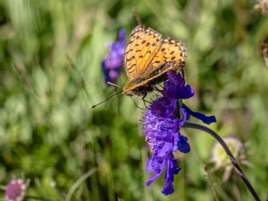 Zentral-Mongolei und Wüste Gobi: im Reich des Dschingis Khan (197)