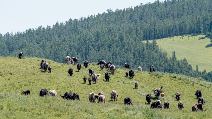 Zentral-Mongolei und Wüste Gobi: im Reich des Dschingis Khan (198)