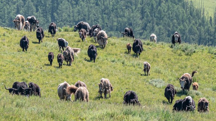 Zentral-Mongolei und Wüste Gobi: im Reich des Dschingis Khan (199)