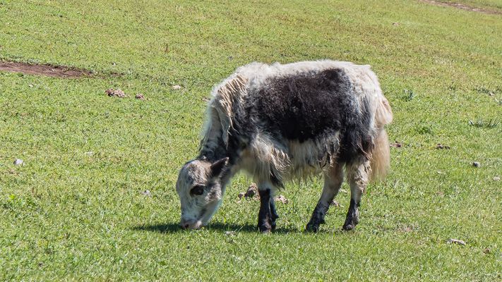 Zentral-Mongolei und Wüste Gobi: im Reich des Dschingis Khan (200)