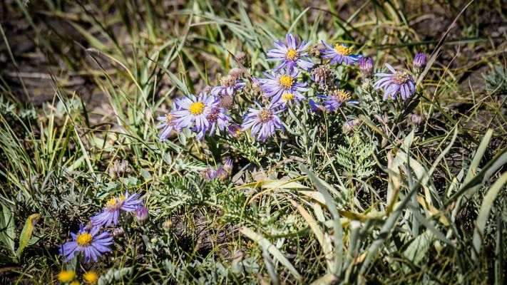 Zentral-Mongolei und Wüste Gobi: im Reich des Dschingis Khan (202)