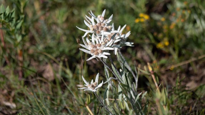 Zentral-Mongolei und Wüste Gobi: im Reich des Dschingis Khan (203)