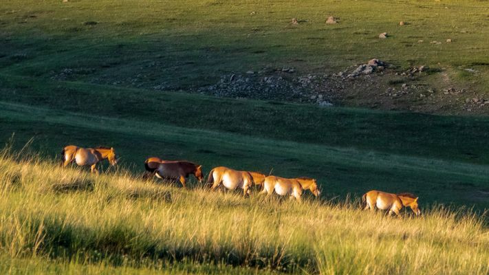 Zentral-Mongolei und Wüste Gobi: im Reich des Dschingis Khan (217)