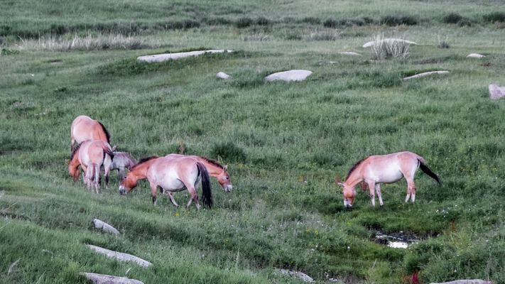 Zentral-Mongolei und Wüste Gobi: im Reich des Dschingis Khan (219)