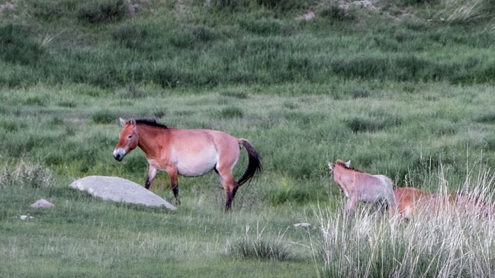 Zentral-Mongolei und Wüste Gobi: im Reich des Dschingis Khan (220)