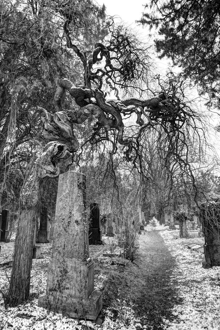 Zentralfriedhof, 1. Tor