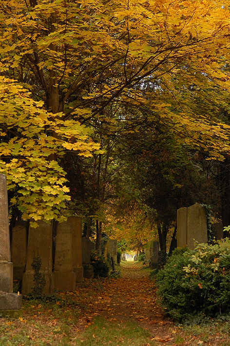 Zentralfriedhof 7