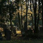 Zentralfriedhof: alter jüdischer Friedhof (3)